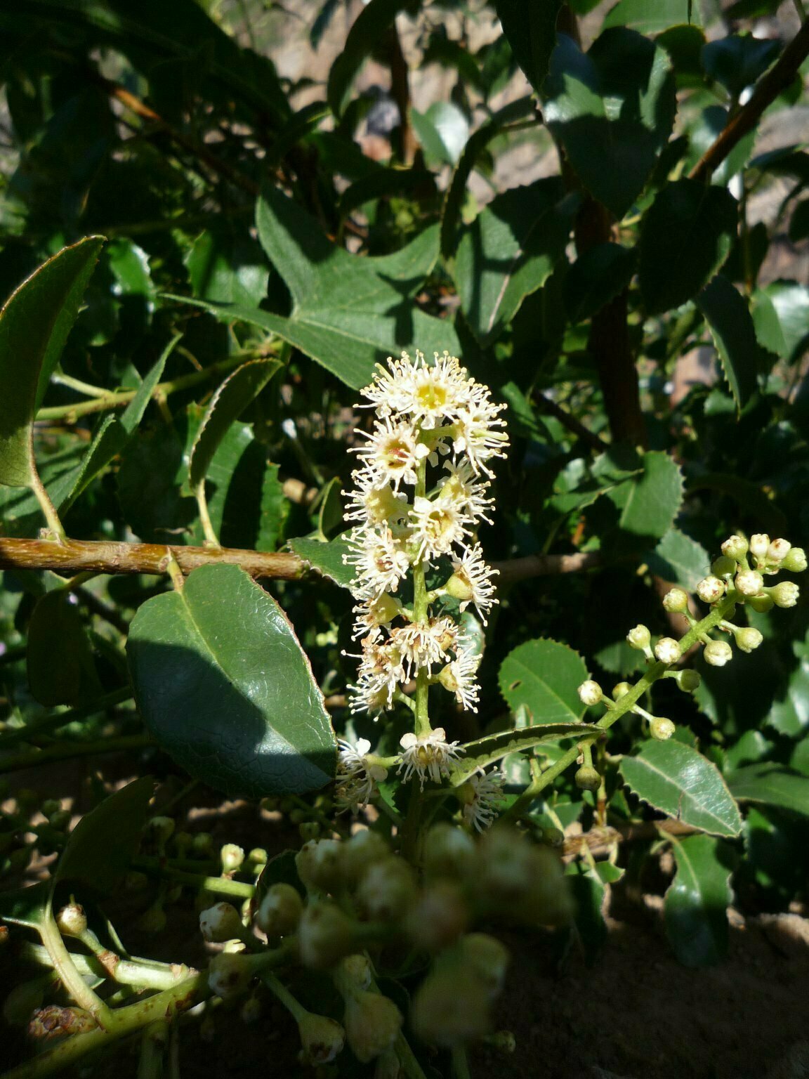 High Resolution Prunus ilicifolia Bud